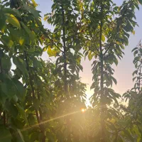 فروش باغچه خان زنیان دهنو قلندری