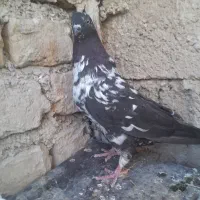 یک جفت نر به شرط پرش معاوضه با جوجه سبز وزاغ|پرنده|نیشابور, بار|دیوار