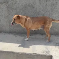 سگ خراسون ۶ ساله ماده