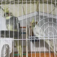 عروس هلندی|پرنده|اردبیل, |دیوار