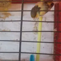 قناری نر بالغ|پرنده|مشهد, میعاد (شهرک غرب)|دیوار