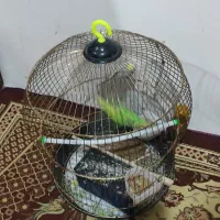 مرغ عشق|پرنده|تربت‌حیدریه, حسنی بالا|دیوار