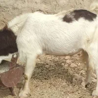 بز پازن|حیوانات مزرعه|بهبهان, |دیوار