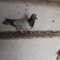 سرور پلاکی ۲۰۰تومن|حیوانات|داراب, |دیوار