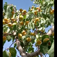 فروش۳دانگ چاه کشاورزی و خونه و مزرعه روستای تیران.|فروش دفتر صنعتی، کشاورزی، تجاری|الیگودرز, |دیوار