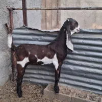 بز پاکستانی