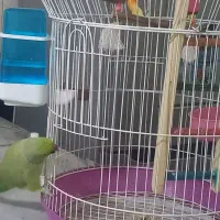 طوطی ملنگونر