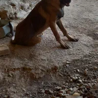 سگ مالنیوز|سگ|داراب, |دیوار