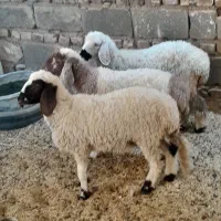 سه تا بره چاق