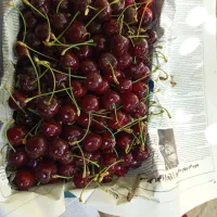 گلاس کله بار تک دانه سوپر