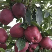 پیشفروش نهال سیب. رد استارکینگ باشرایط چک|خدمات باغبانی و درختکاری|کیلان, |دیوار