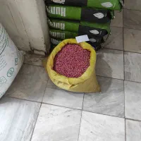 بذر باقالا گرگانی برکت و هیستال زودرس موجود است|خدمات باغبانی و درختکاری|دره شهر, |دیوار