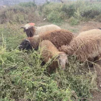 ۸عددبره۵تانر۳ماده خانگی پرگوشت سرحال|حیوانات مزرعه|کرخه, |دیوار