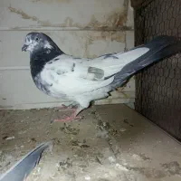 دوتا‌نر‌کله‌دم‌سبز