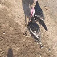 بوقلمو|حیوانات مزرعه|پلدشت, |دیوار