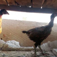 جوجه لاری دوماهه سه ماهه سه دانگ تا ۴دانگ|حیوانات مزرعه|سمنان, |دیوار