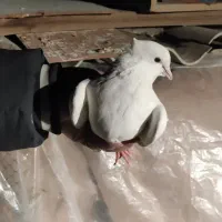 کفتر کاکلی نوک‌ریز|پرنده|گلستان (تهران), |دیوار