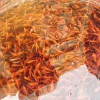 ماهی قرمز(ماهی گلی)فقط دودمب