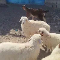 بره ماده