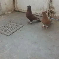 سرخ زرد نر و ماده اصلی|پرنده|سبزوار, زینبیه|دیوار