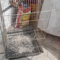 قفس پرنده