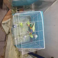 مرغ عشق و عروس هلندی|پرنده|مشهد, اروند|دیوار