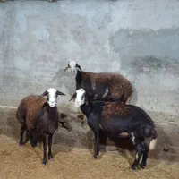 میش پلنگی آبستن