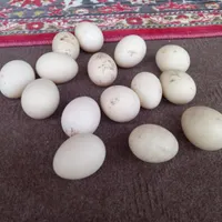 ۱۵ تخم اردک ژاپنی نطفه دار|حیوانات مزرعه|تالش, هشتپر|دیوار
