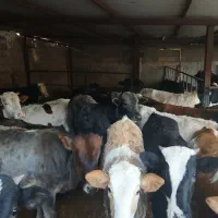 20راس گوساله سیمنتاودرگ بهترین جنس براپروار|حیوانات مزرعه|پلدختر, |دیوار