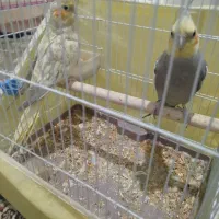 عروس هلندی جفت با قفس