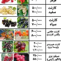 نهال بلوبری و رزبری و بلکبری و بیش از ۳۰ مدل بری|گل و گیاه طبیعی|ساری, |دیوار