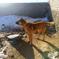 دوسگ|سگ|شیراز, داریون|دیوار