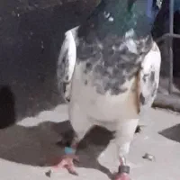 کفترپاکستانی حلقه امارات