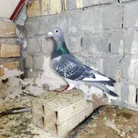 کفتر پلاکی درجه یک|پرنده|یزد, |دیوار