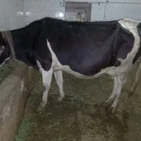 گاو هلیشتاین وگوساله ۵۰ روزه
