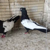 کفتر سینه ای فوق درشت دوتا نر|پرنده|کرج, باغستان|دیوار