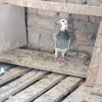 کبوتر گمشده|حیوانات|تیمور آباد, |دیوار