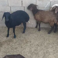 فروش گوسفند همو هترو|حیوانات مزرعه|زرند, |دیوار