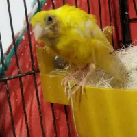 جفت قناری نر ماده|پرنده|اردبیل, |دیوار