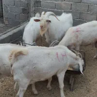 بزدورگ وخالص سانن|حیوانات مزرعه|درمیان, |دیوار