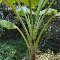 درخت موز|گل و گیاه طبیعی|محمودآباد, |دیوار