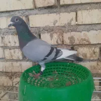 کبوتر بازرگان نشسته ۸۶۰ کیلومتر