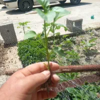 نشا فلفل دلمه ای و فلفل شاخ بزی تند