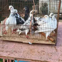 کبوترخوشگل پرشی نر وماده بالغ سالم سرحال|پرنده|صومعه‌سرا, |دیوار