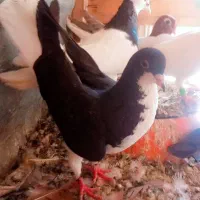 ۶کفتر