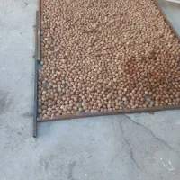 گردوی خربزه ای اصیل دره خور کلات