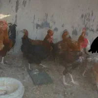 مرغ کوردی تخمگذار درشت و سالم بادوعددخروس.|حیوانات مزرعه|ایلام, |دیوار