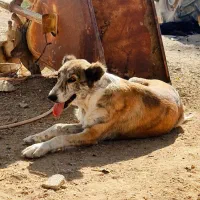 واگزاری سگ گله ایی