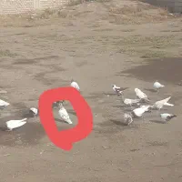 گمشده پیراقوم