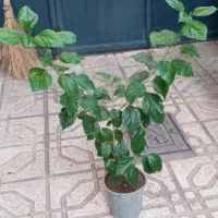 فروشی گل طبیعی ختمی